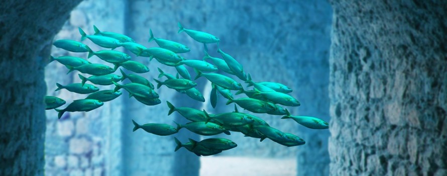 Fish swimming in underwater chamber